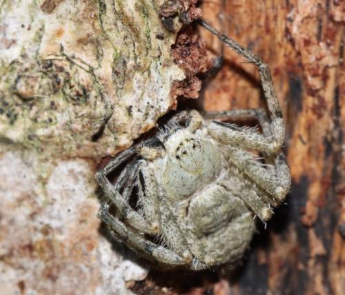 Philodromus margaritatus